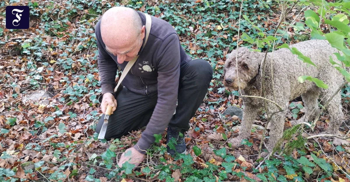 Tr-ffelsuche-in-der-Schweiz-An-der-Nase-herumgef-hrt