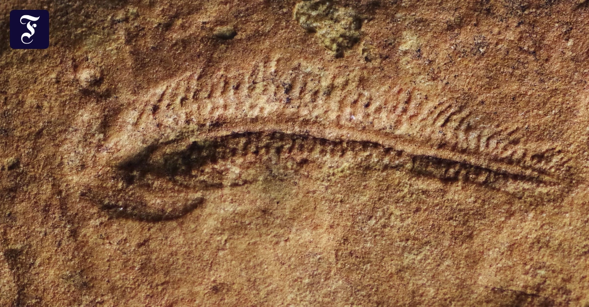 Der steinerne Schatten von Spriggina floundersi aus Südaustralien. Erhalten blieb hier der nach links gekrümmte Abdruck des Wesens im darüberliegenden Sediment. Dieses Exemplar war also in einer Rechtskurve begriffen, als es plötzlich verschüttet wurde. (Ảnh: FAZ.NET)