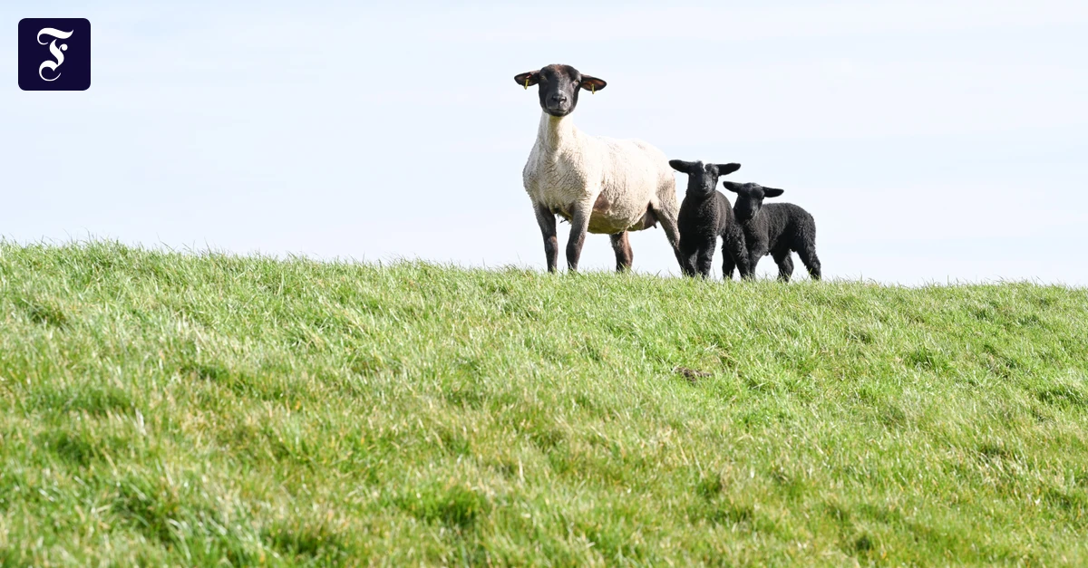Kolumne „Zurück zur Natur“: Eine Wollmütze pro Europäer ist zu wenig