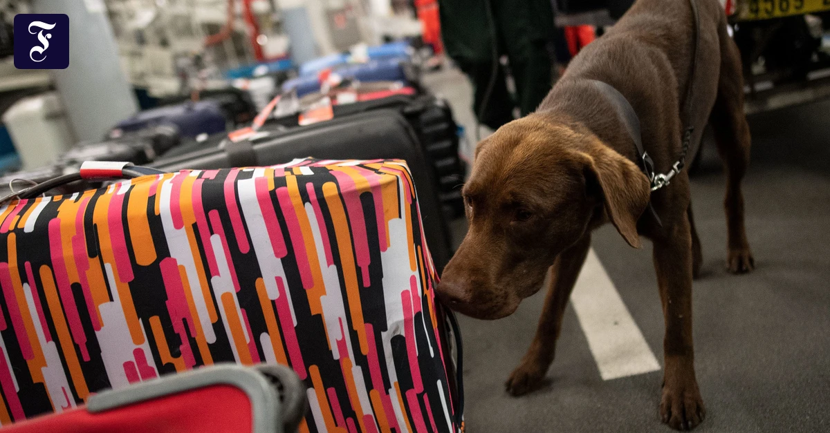 Neue-Schmuggelroute-Warum-finden-Zollbeamte-so-viel-Cannabis-aus-Amerika-