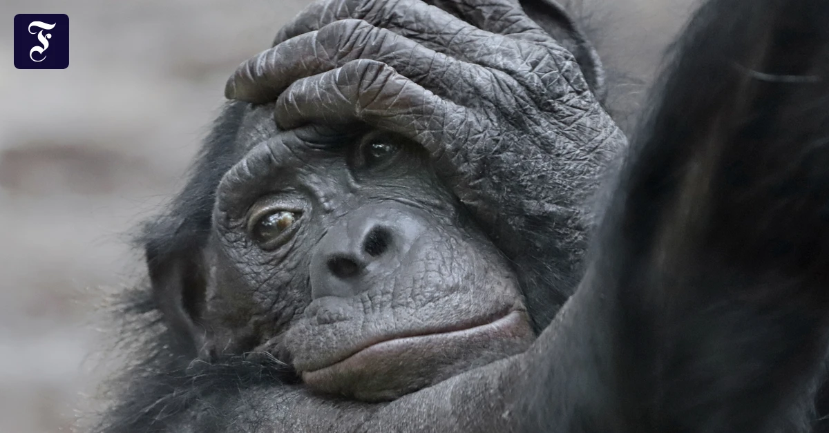 „Populationsmanagement“: Sollen Zoos Tiere töten, wenn sie unfruchtbar werden?