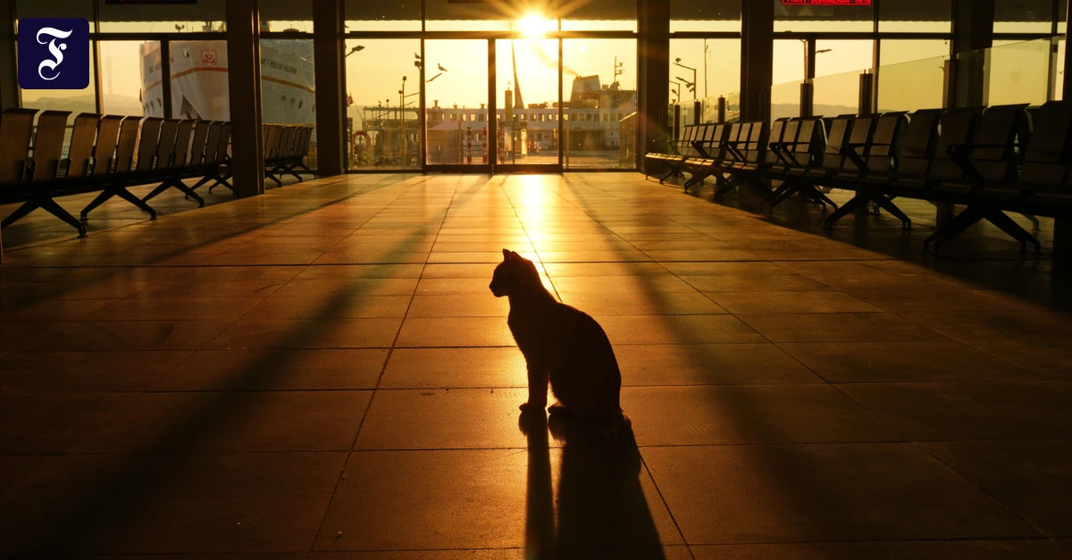 Kolumne „Zurück zur Natur“: Die Freiheit der Stadtkatze in der Nacht