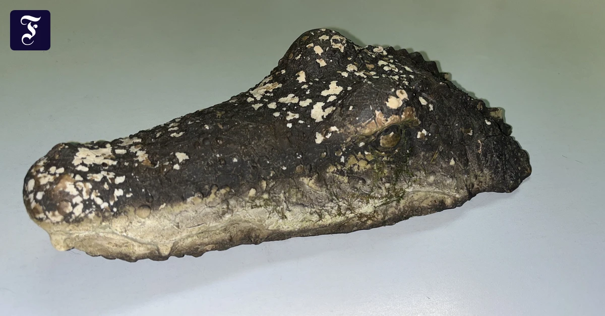 In-Oberbayern-T-uschend-echt-aussehender-Krokodilkopf-l-st-Einsatz-aus