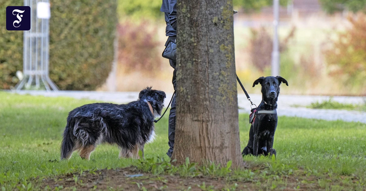 Giftköder in Frankfurt: Kriminaltherapeut zu Motiven von Tierquälern