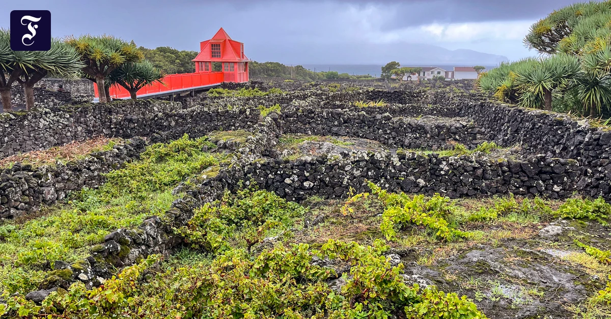 Weinanbau-im-Atlantik-Ein-Hoch-auf-die-Azoren-