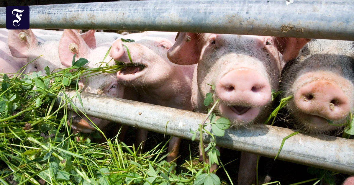 Kolumne „Zurück zur Natur“: Gemetzel hinter Schlachthofmauern