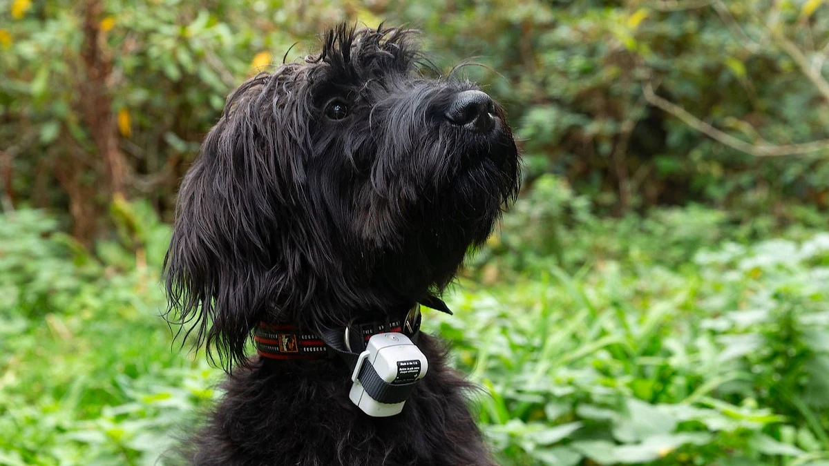 Hundehalsbnder: Wenn der Vierbeiner nicht hren will | FAZ Hundehalsbnder: Wenn der Vierbeiner nicht hren will | FAZ
