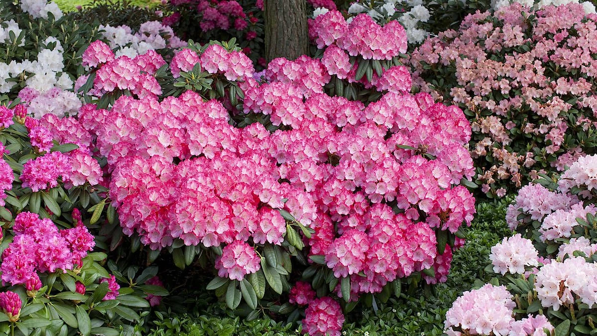 rhododendron september charm September Charm Japanese Anemone main image 1