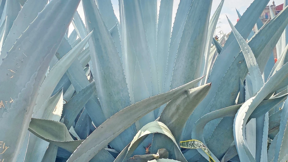 hot agave Morita Botanicals Hot Agave – Karu Distillery main image 0