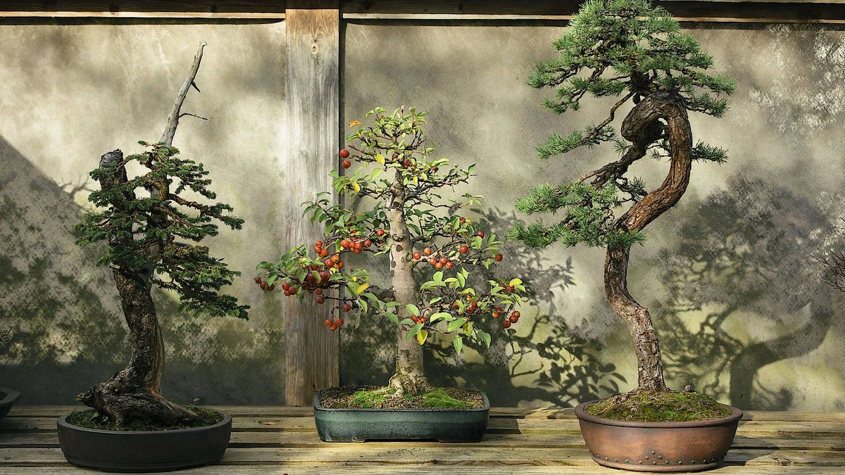 Bonsai liegt im Trend und ist eine bung in Geduld. | FAZ