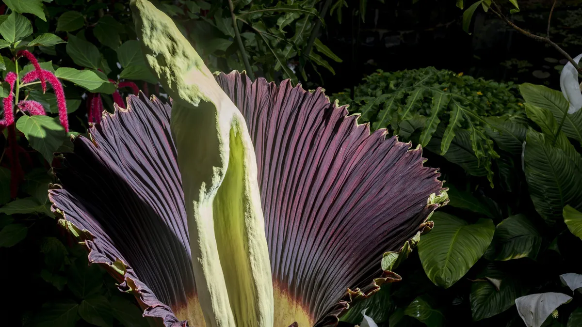 Titanenwurz als botanische Attraktion: Phallisches im Tropenhaus