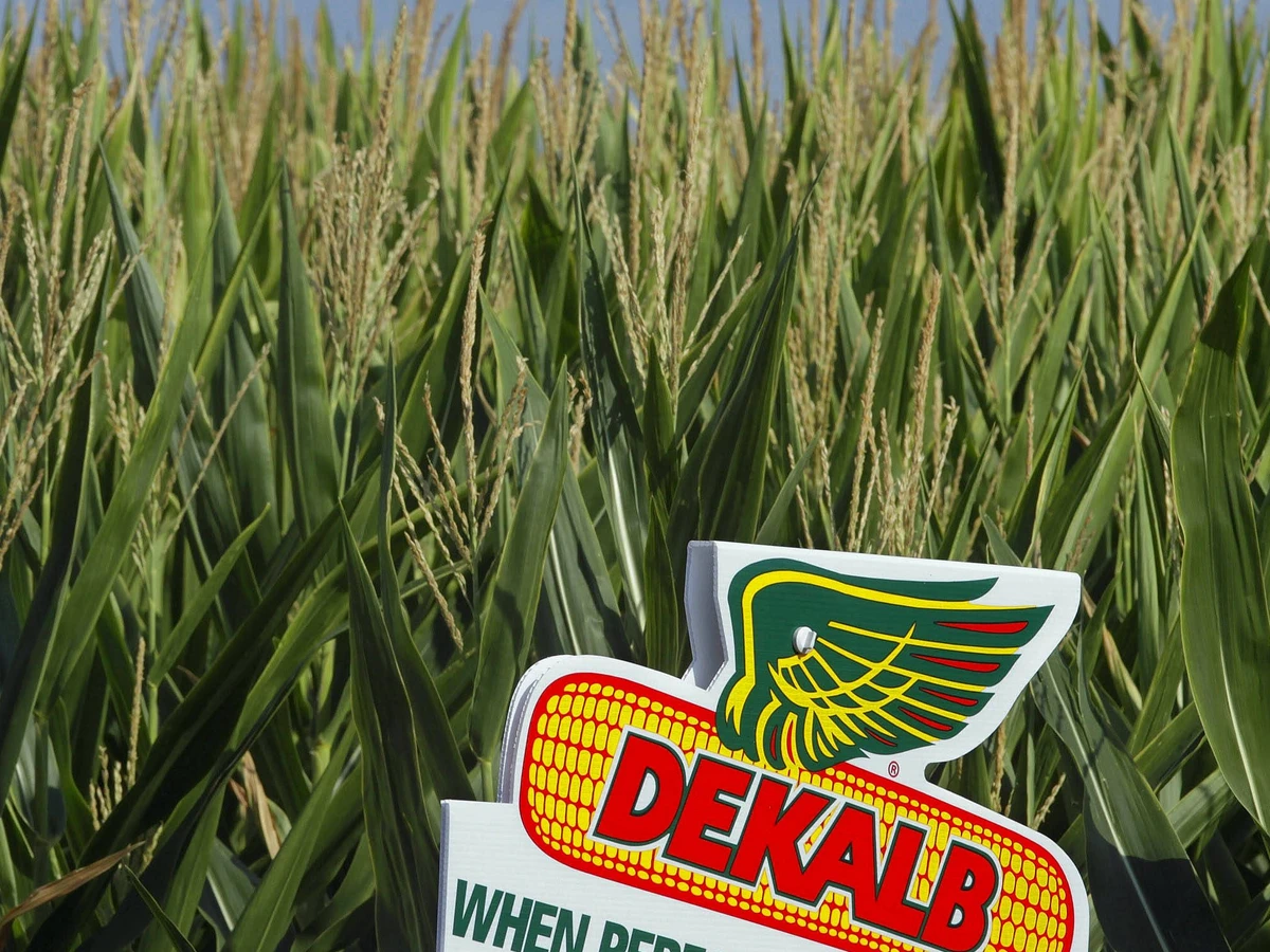 Begehrter Saatgutkonzern: Agrochemie-Poker um Monsanto | FAZ