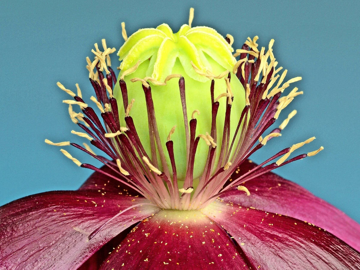 korbmarante triostar Calathea Triostar kaufen? | Donna main image 1