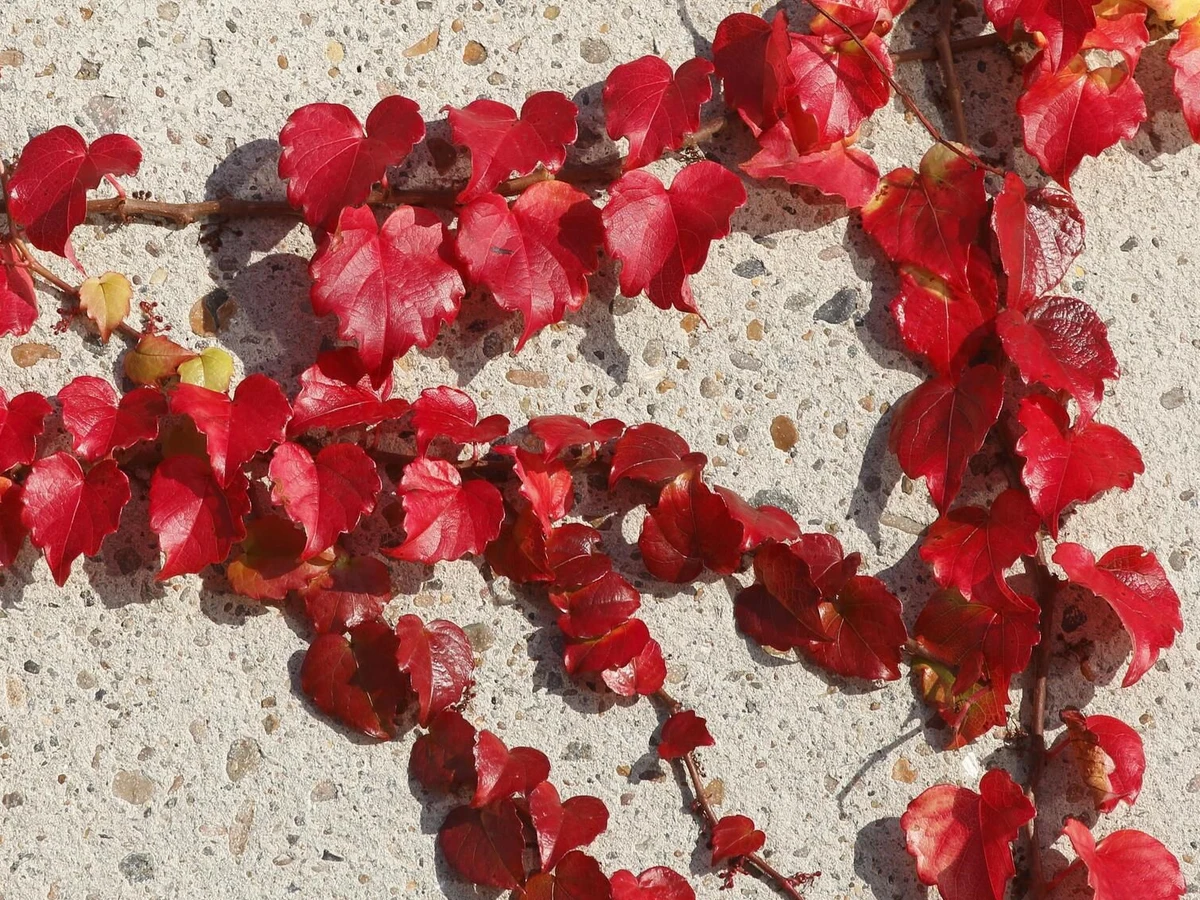 glanzmispel pflanzzeit Glanzmispel – Photinia 'Red Robin' (Spalierbaum) – Blupf by Kitzinger