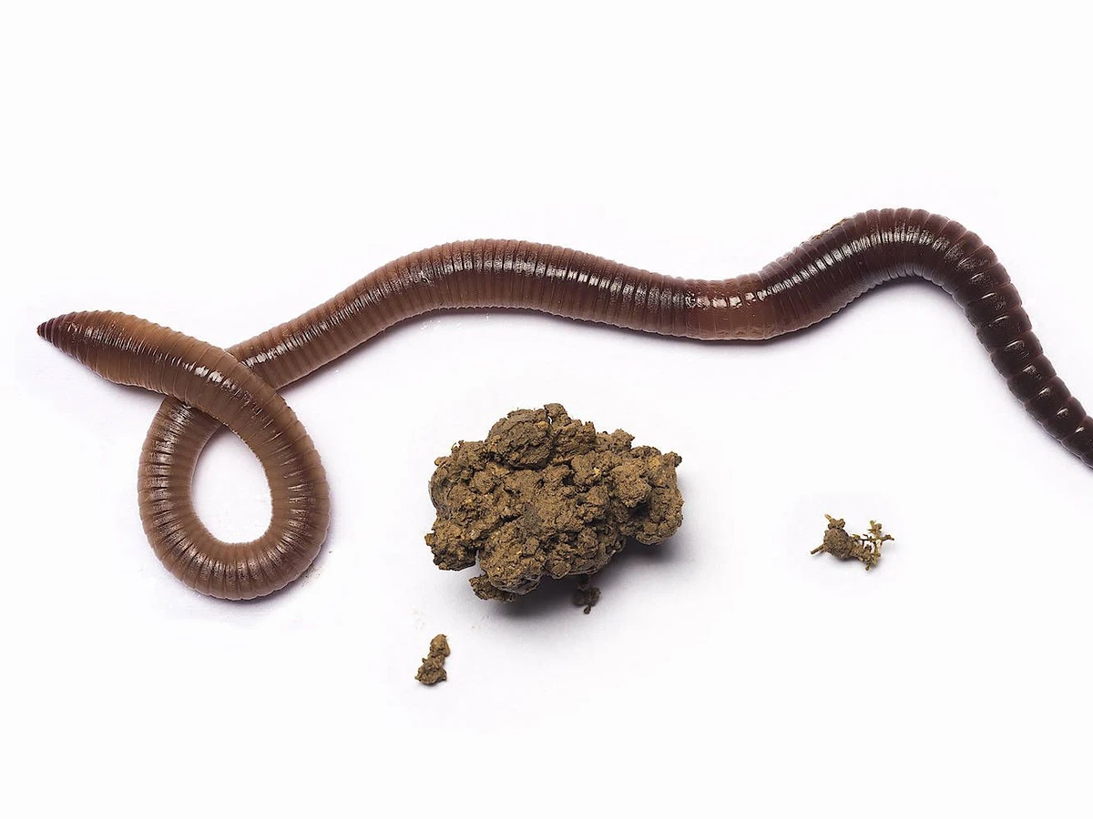 Erster Weltatlas ber Regenwrmer: In England ist der Wurm drin | FAZ