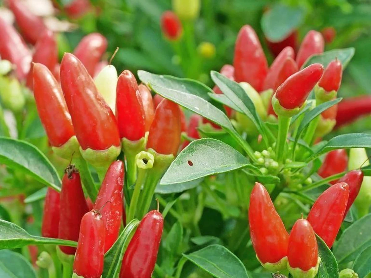 So bauen Sie Chilis in Garten und auf Balkon selber an | FAZ
