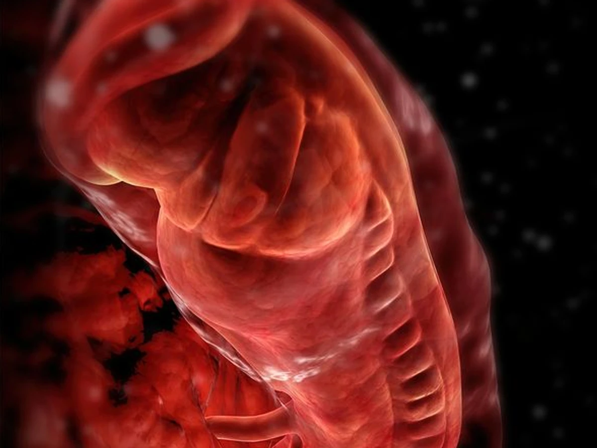 Knstliche Embryonen erzeugt: Wer braucht schon Ei, Samen, Uterus? | FAZ