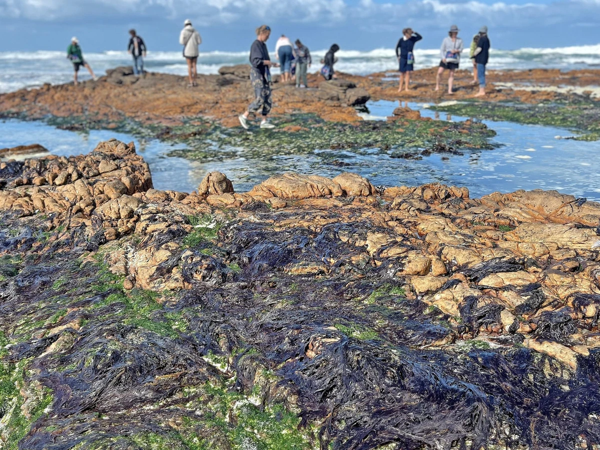 Essbare Strandlandschaften: Seegras ernten in Sdafrika | FAZ