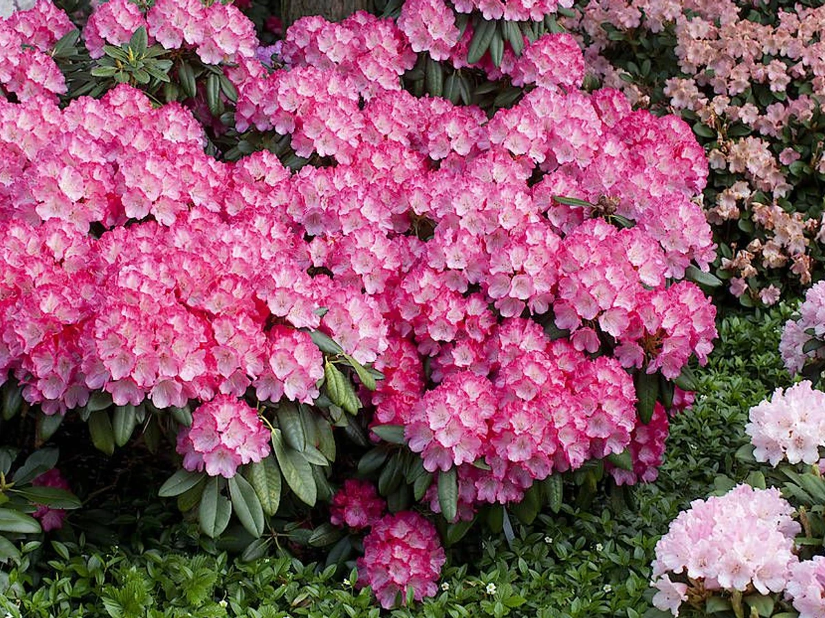 Rhododendron richtig pflegen | FAZ