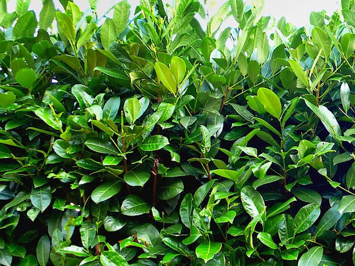 Lorbeerkirsche spaltet die Gemter: Umstrittene Mode-Pflanze im Garten | FAZ