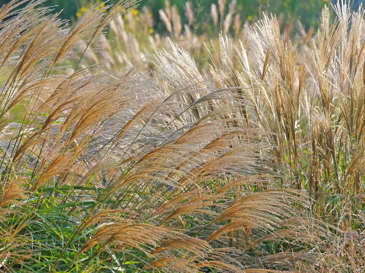 Diese Gräser bringen Ihren Garten im Herbst zum Blühen