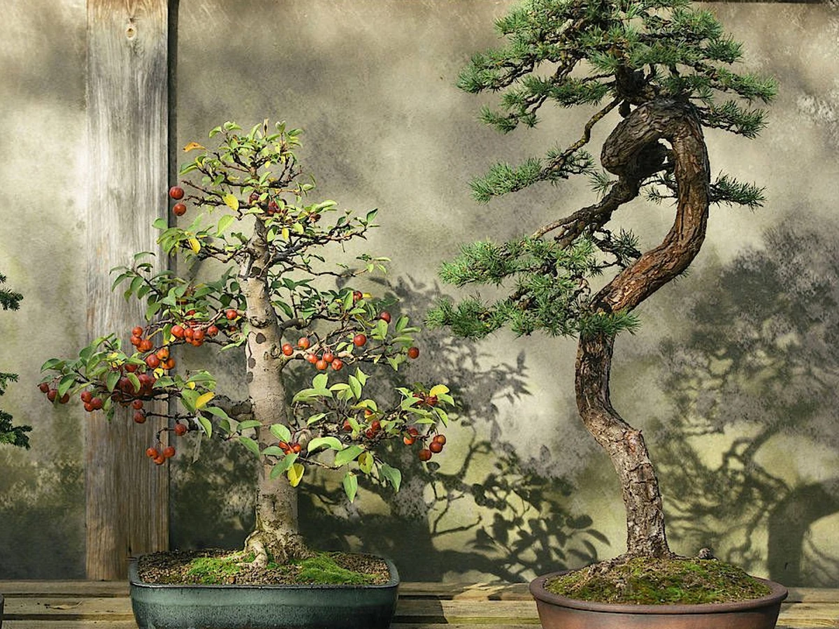 Bonsai liegt im Trend und ist eine bung in Geduld. | FAZ
