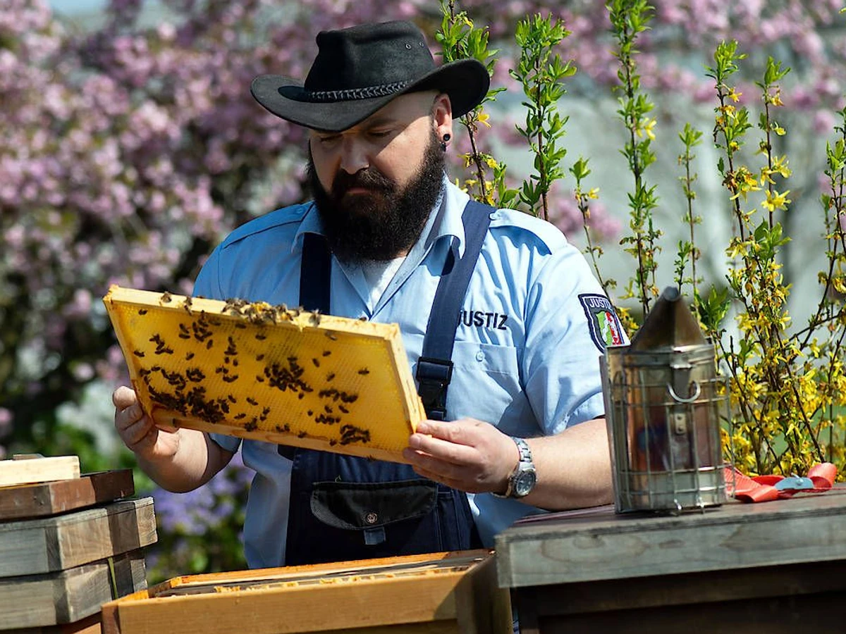 Besonderes Bienen-Projekt: Honig aus der Justizvollzugsanstalt