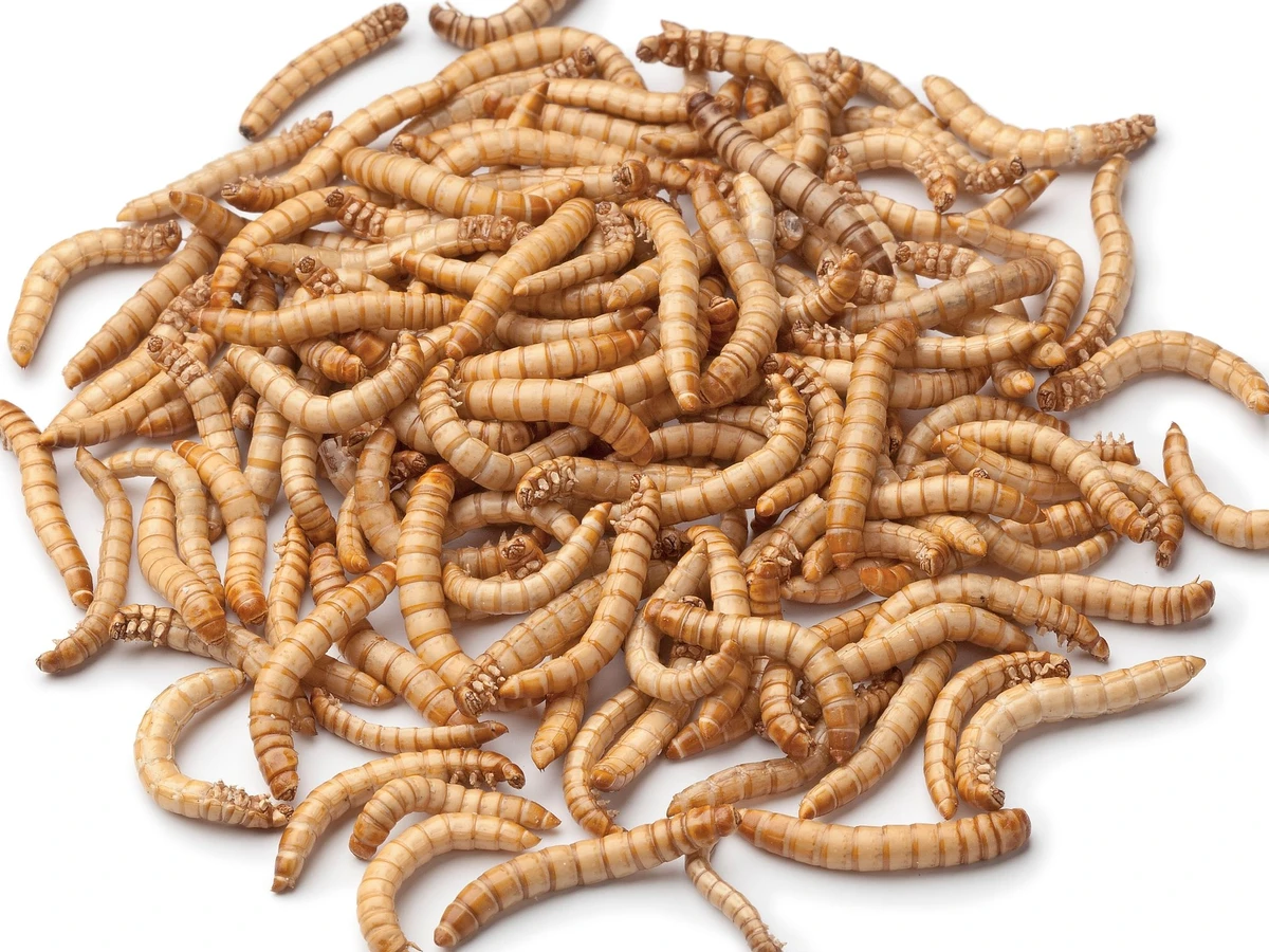 Wie schmeckt der Mehlwurm? Ein Selbstversuch | FAZ