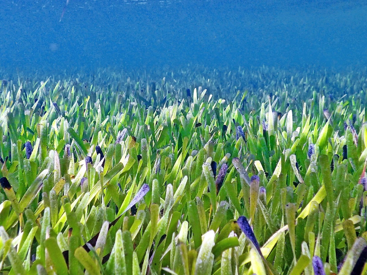 knstliches gras im topf Knstliches Gras 90 cm mit weien Blten Kunstgras Dekogras Kunstpflanze  knstliche Pflanze im Topf