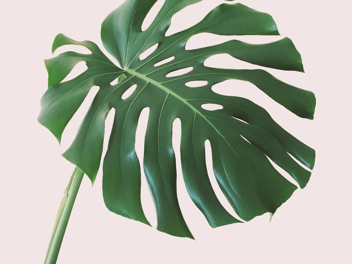 philodendron white princess standort 4” Philodendron 'White Princess' – Canopy Plant Co
