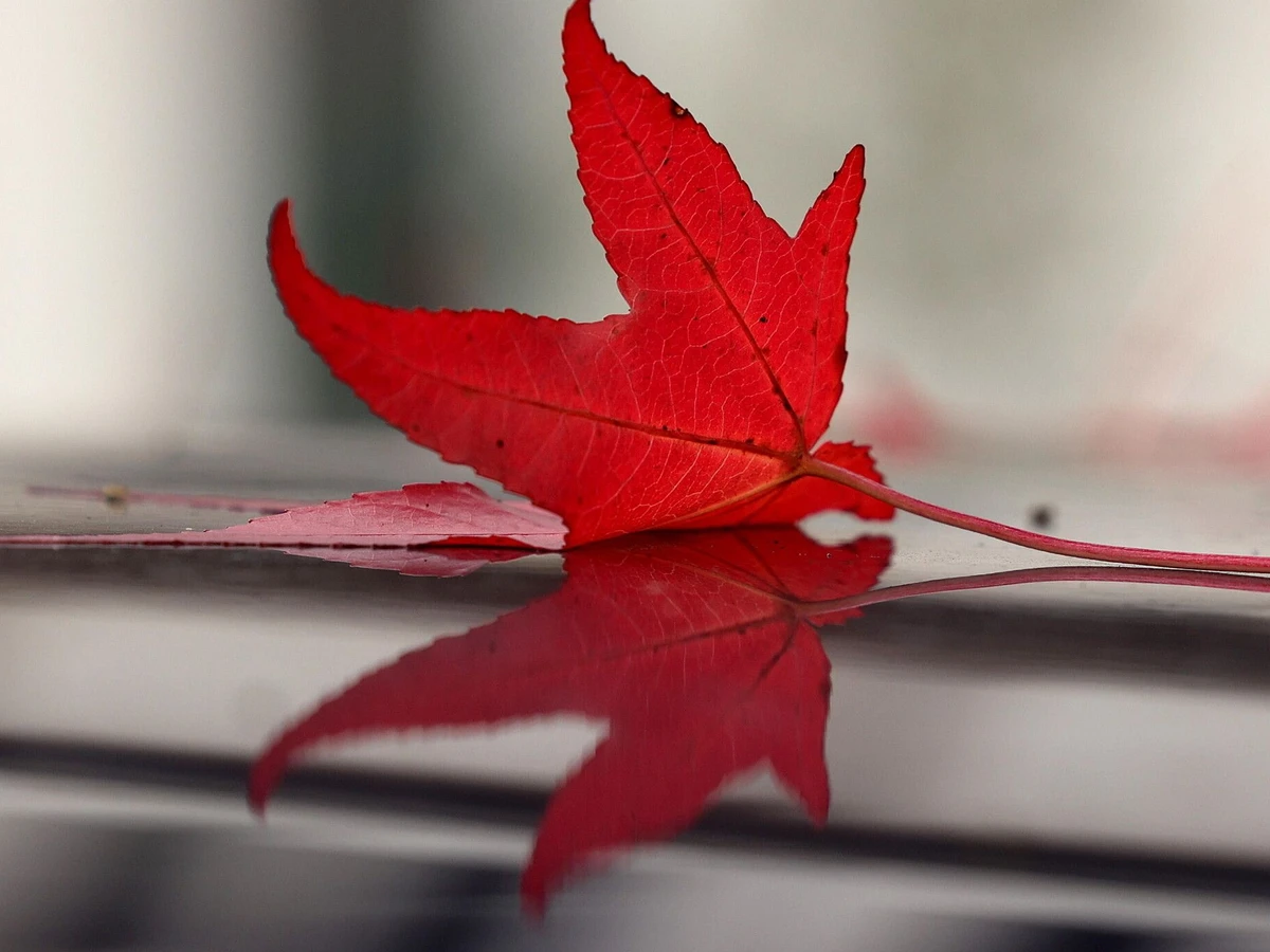 Herbstlaub: Woher die rote Farbe kommt | FAZ