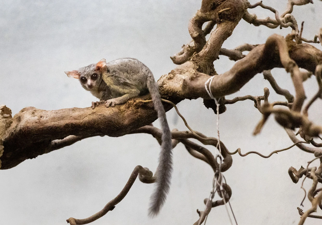Der Senegal-Galago springt gerne hoch und weit von Ast zu Ast.