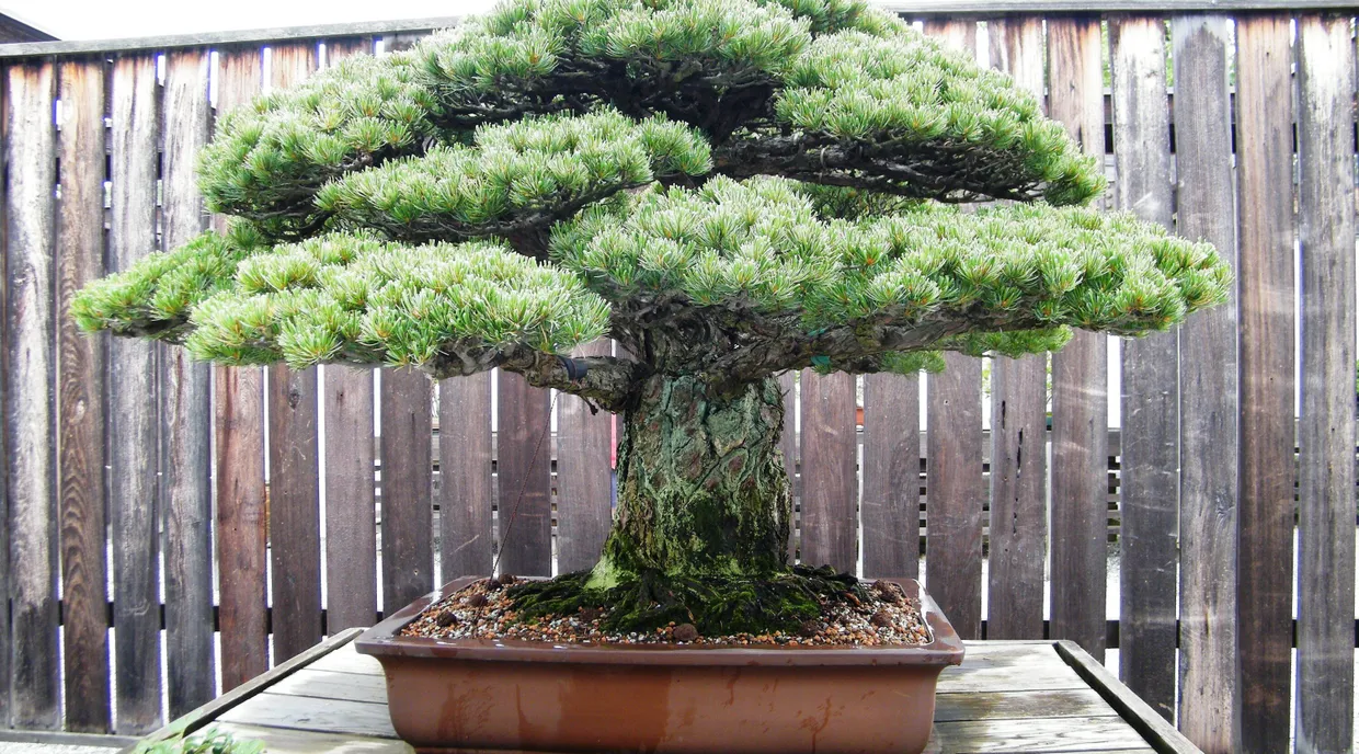 Es gibt sie auch als Bonsai: Auch diese Mädchen-Kiefer (Pinus parviflora) ‚Miyajima‘) überstand den Atombombenabwurf.