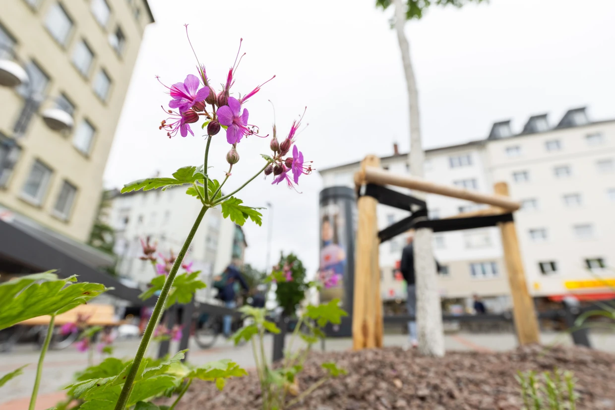 Die neuen Baumbeete sind mit verschiedenen insektenfreundlichen Stauden bepflanzt worden.
