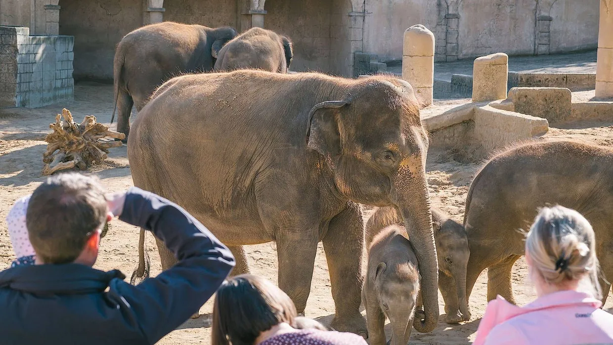 Zoobesucher vor dem Elefantengehege im Zoo in Hannover (Archivbild)