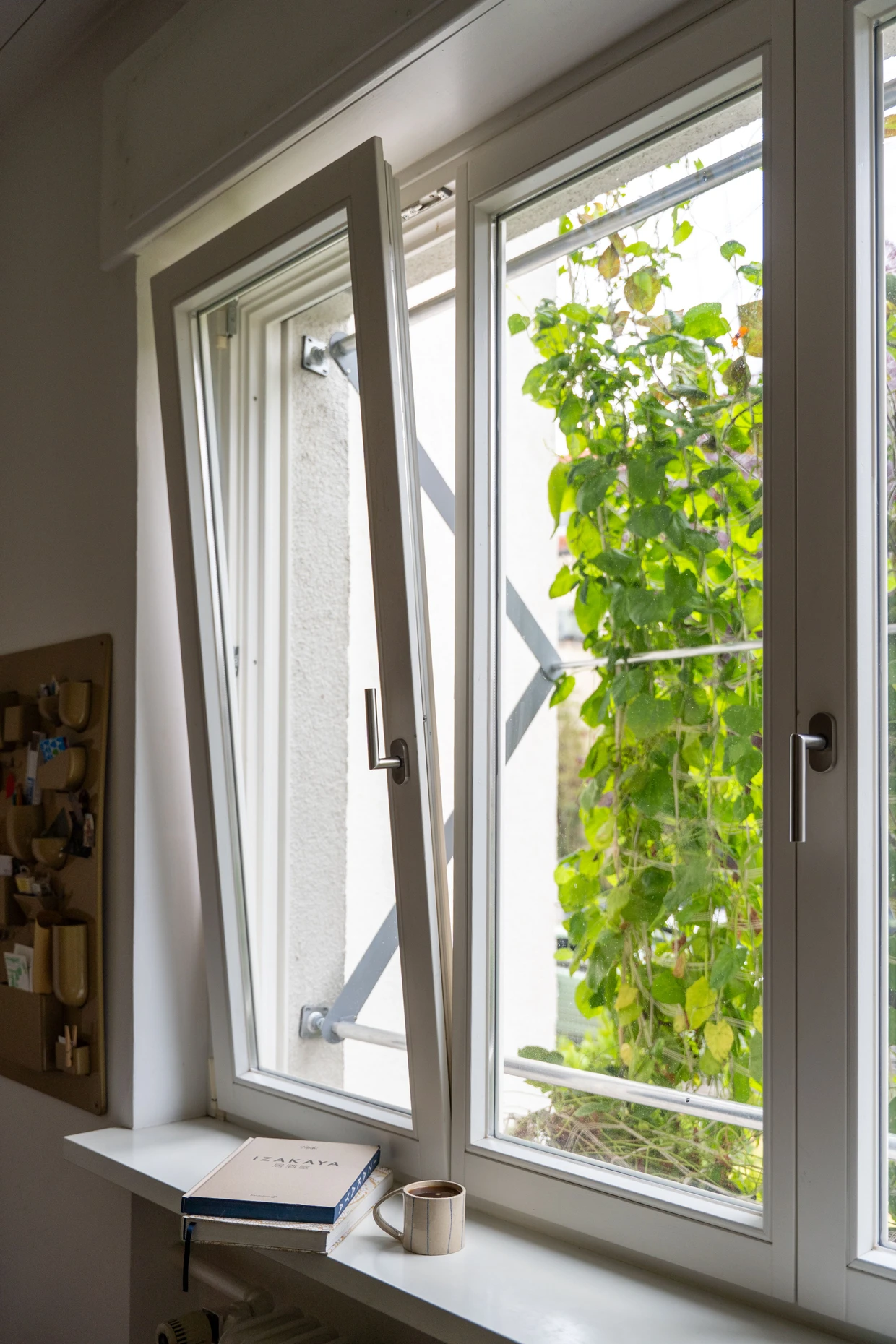 Schattengrün an einer Hauswand.