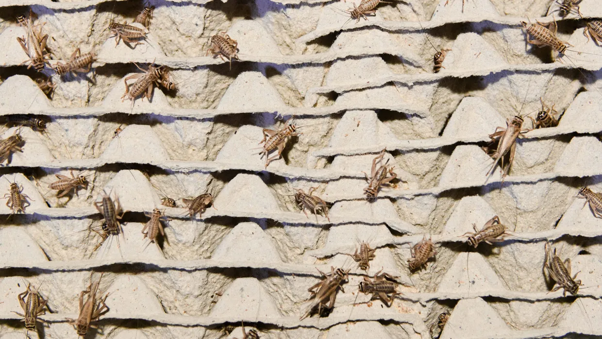 Hausgrillen krabbeln in einer Farm in Boxen. (Symbolbild)