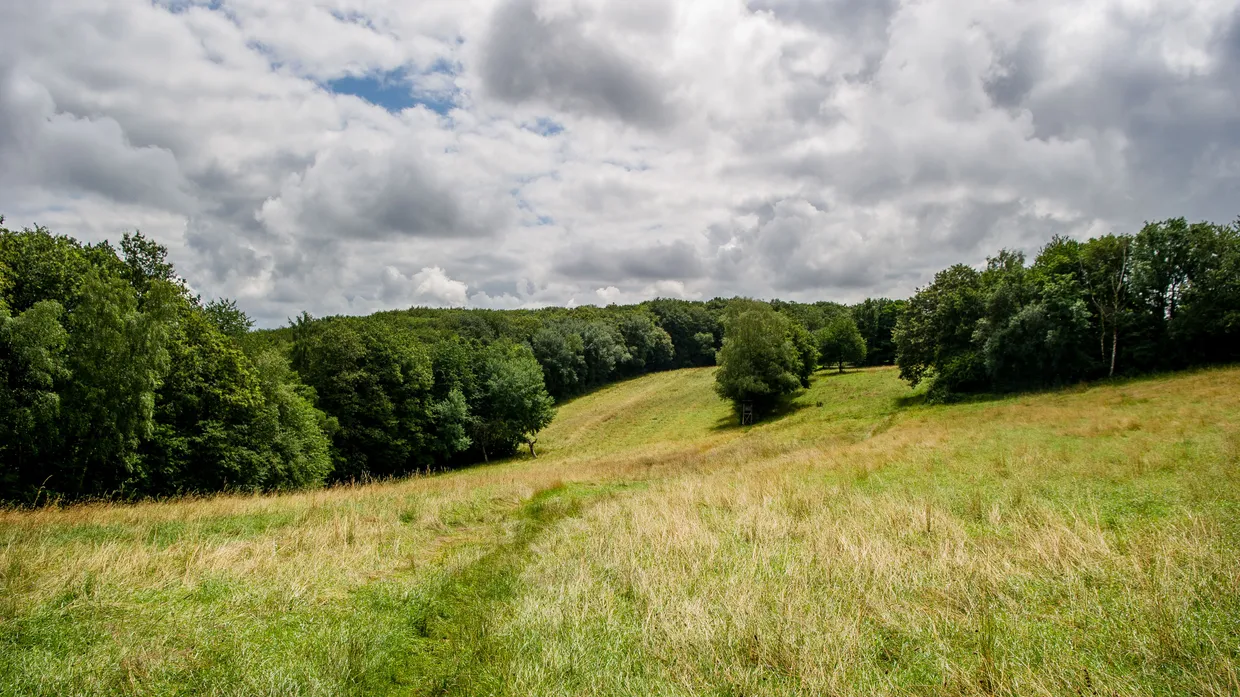 Saubere Luft, sauberes Wasser und viel Biodiversität zeichnen Hofheim aus, wie hier bei Langenhain.