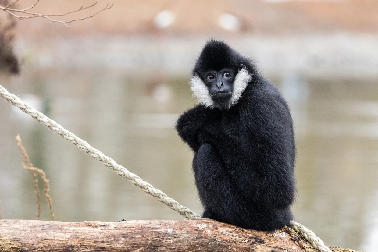 Wird gerne laut: der Weißwangen-Gibbon, der aus Rücksicht auf Anwohner nachts im Innengehege untergebracht ist.