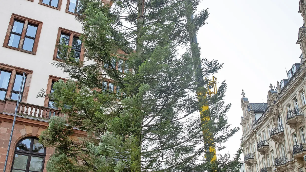 26 Meter hoch: Der Wiesbadener Weihnachtsbaum wird aufgerichtet.