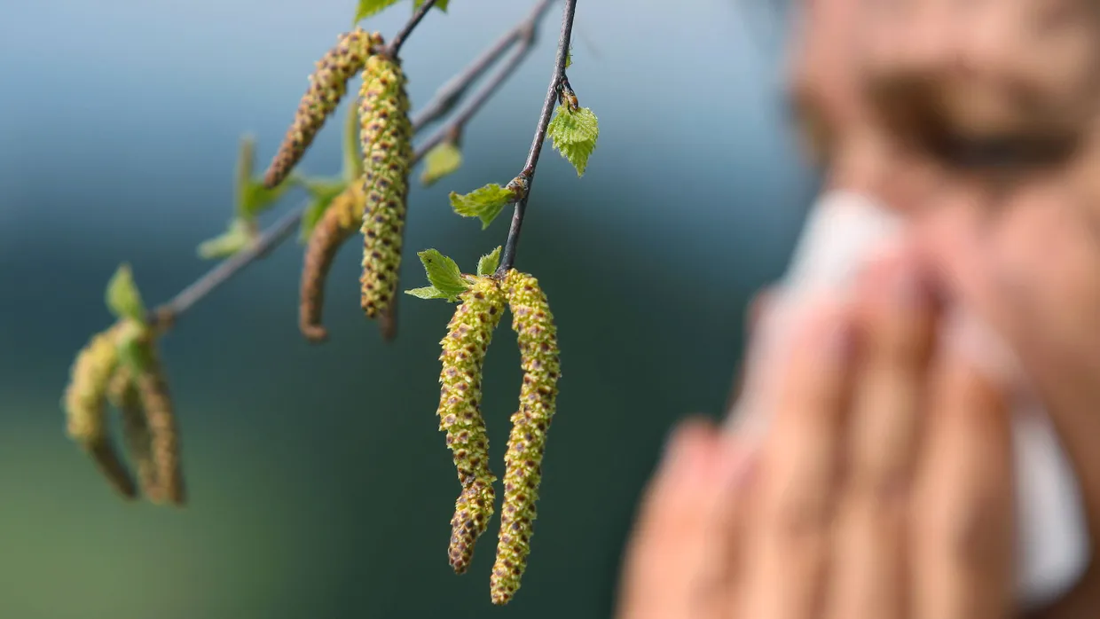 Eine Frau schneuzt hinter einer Birkenblüte in ein Taschentuch (Archivaufnahme).
