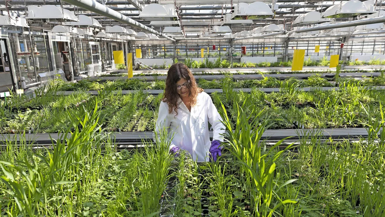 Grüner wird es nicht? Die Abteilung Crop Science (hier das Entwicklungszentrum in Frankfurt) versucht, schonendere Pflanzenschutzmittel zu entwickeln.