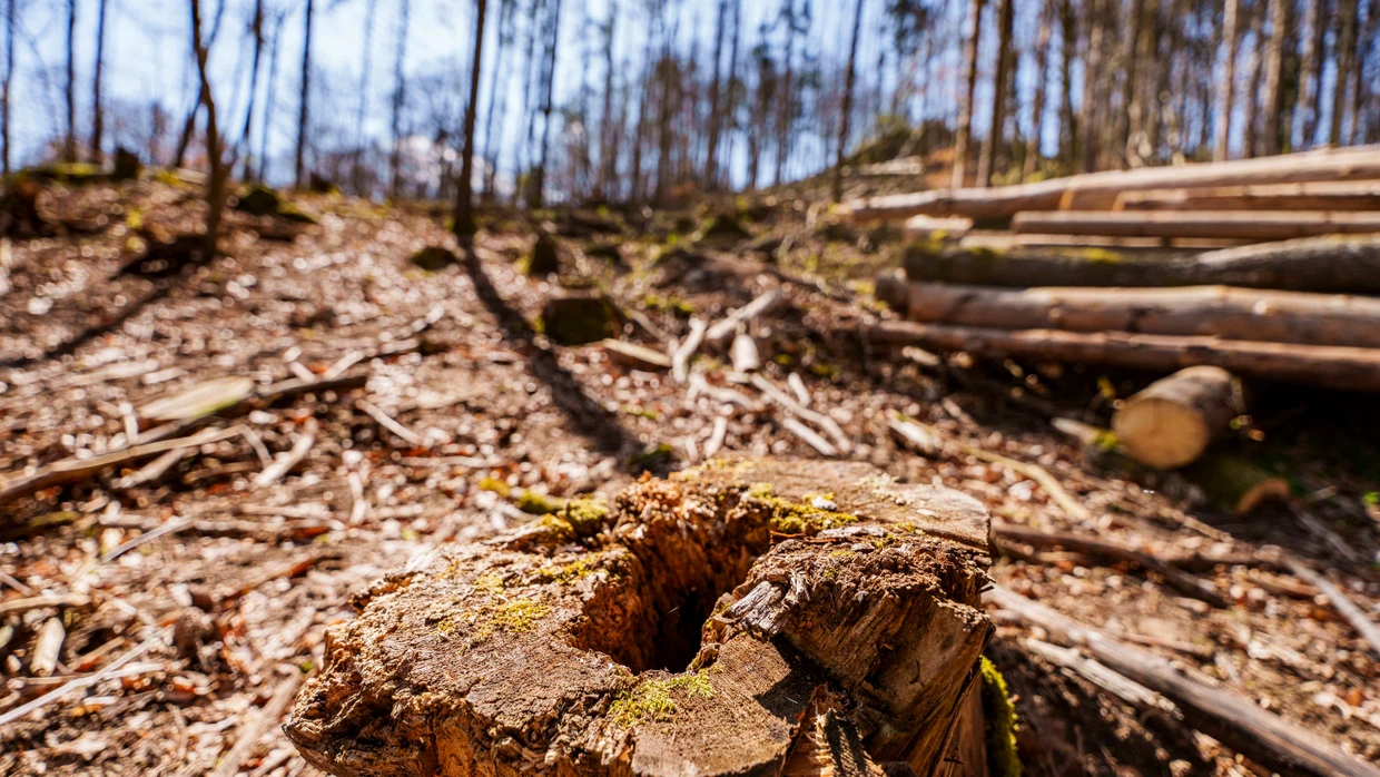 Holz liegt auf einer Kahlfläche unterhalb der Neunkircher Höhe (Symbolbild).