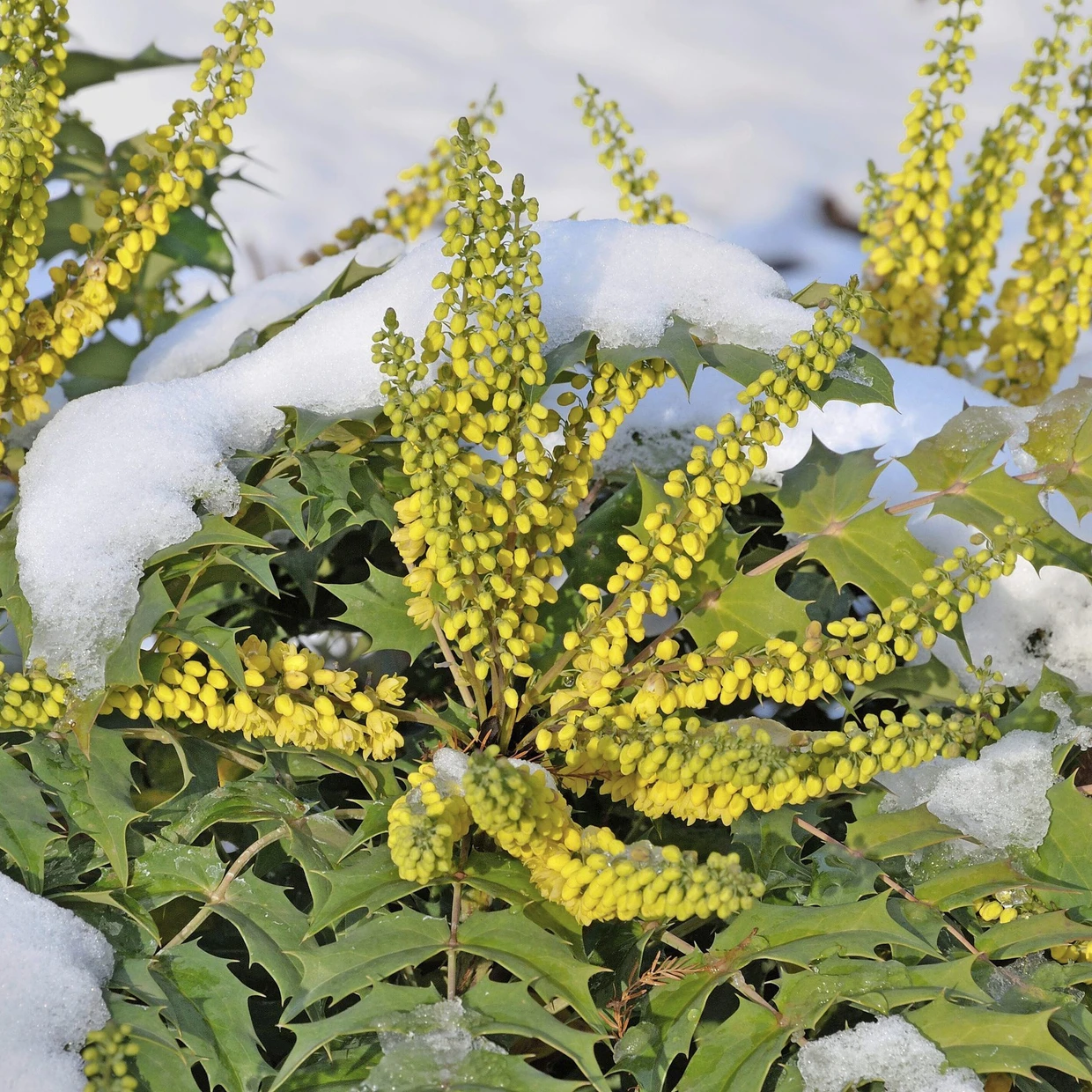 Honigähnlicher Duft: Eine Mahonie gehört in den Garten!