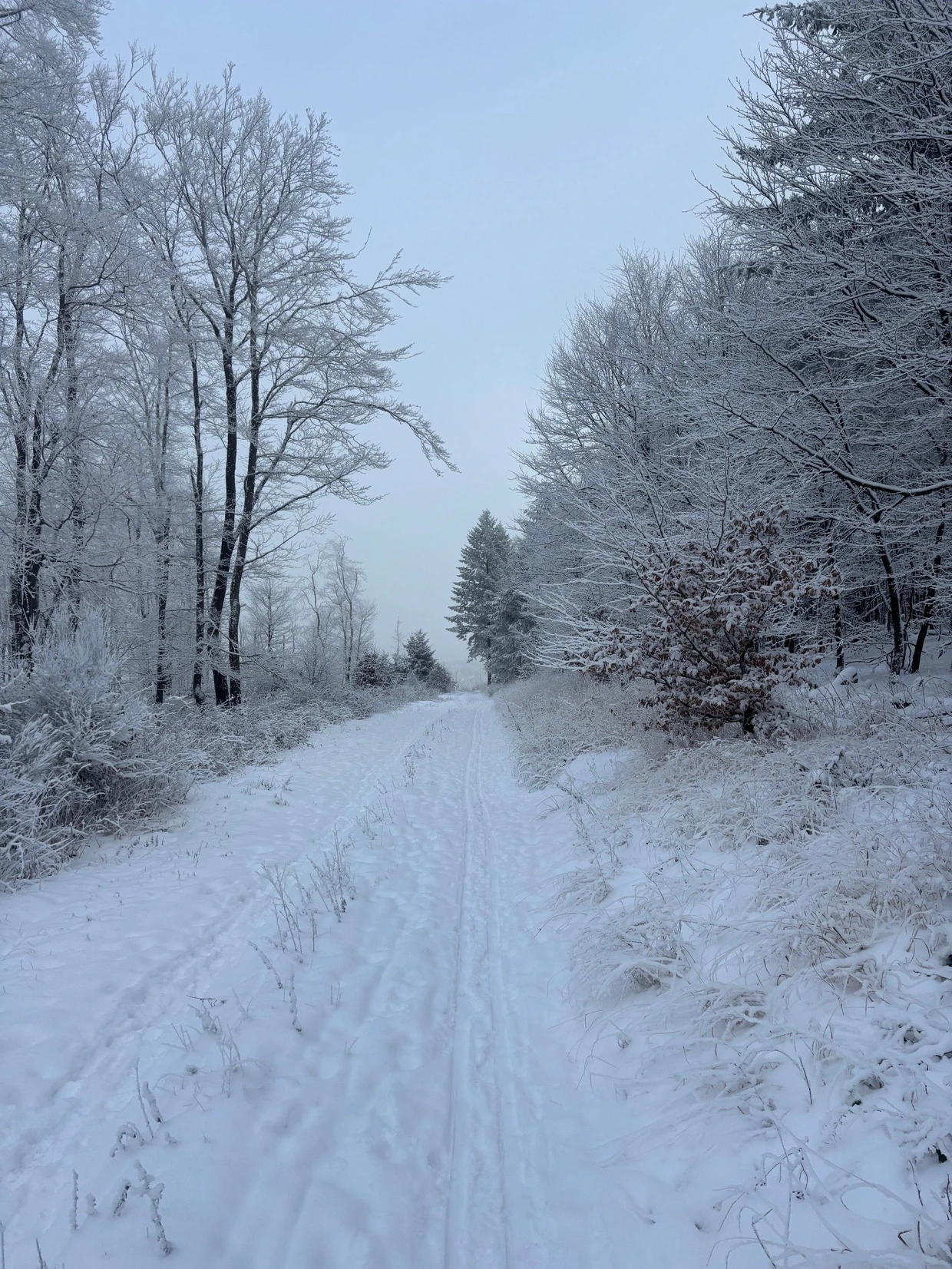 Ist das schon eine Loipe? Die Spur am Windhain unter der Woche.