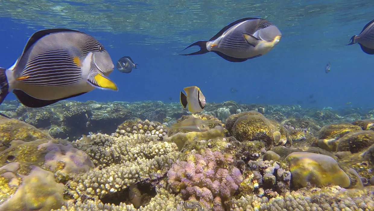 Doktorfische schwimmen über einem Korallenriff: Artengemeinschaften wie diese sind besonders gefährdet.