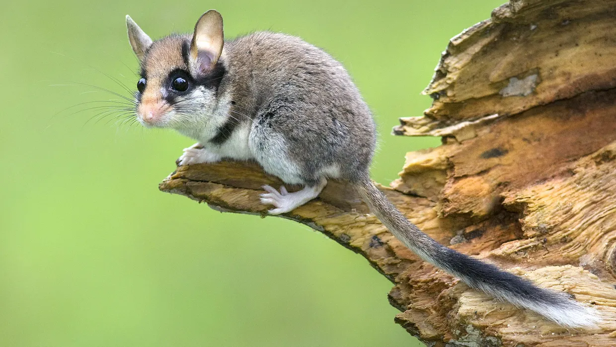 Nachtaktiv: Jetzt sind Gartenschläfer auch im Wald und nicht nur in Hausgärten entdeckt worden. .