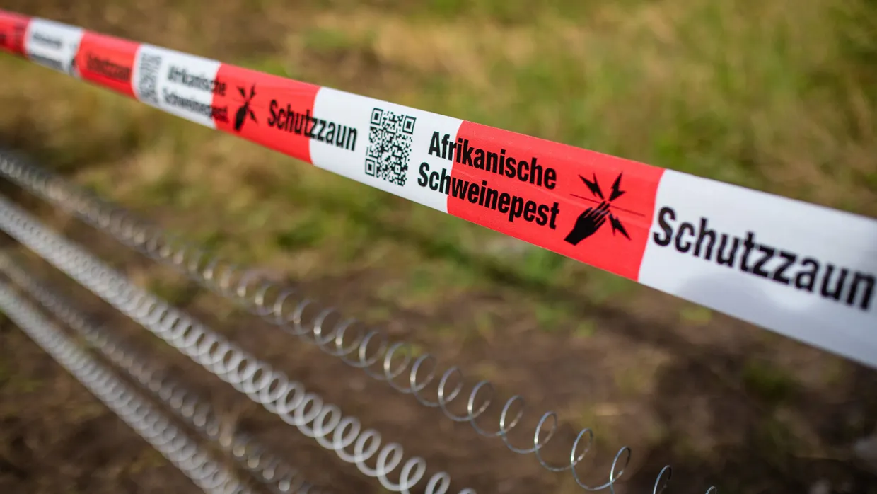 Die Sperrzonen werden wegen der Schweinepest noch längere Bestand haben.