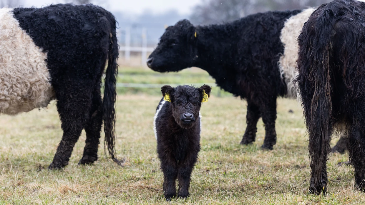 Zwei Kälbchen, ähnlich alt wie dieses, sind bei der ersten Attacke auf der Wiese geschlachtet worden.