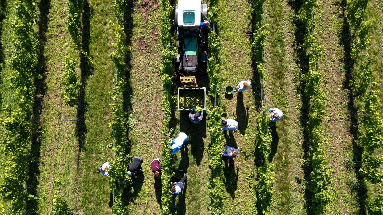Weißburgunder wird in einem Weinberg in Sachsen-Anhalt geerntet.
